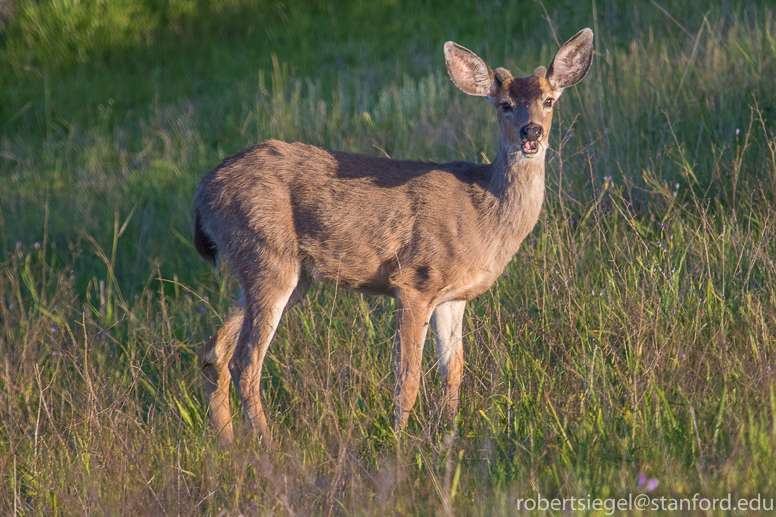 young male mule deer
